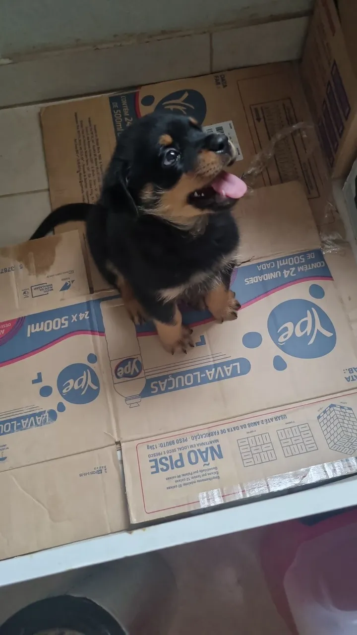 Filhote Rottweiler