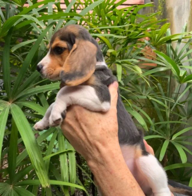 Cachorro, 3 filhotes de beagle, nascidos no 28 de maio - Foto 4