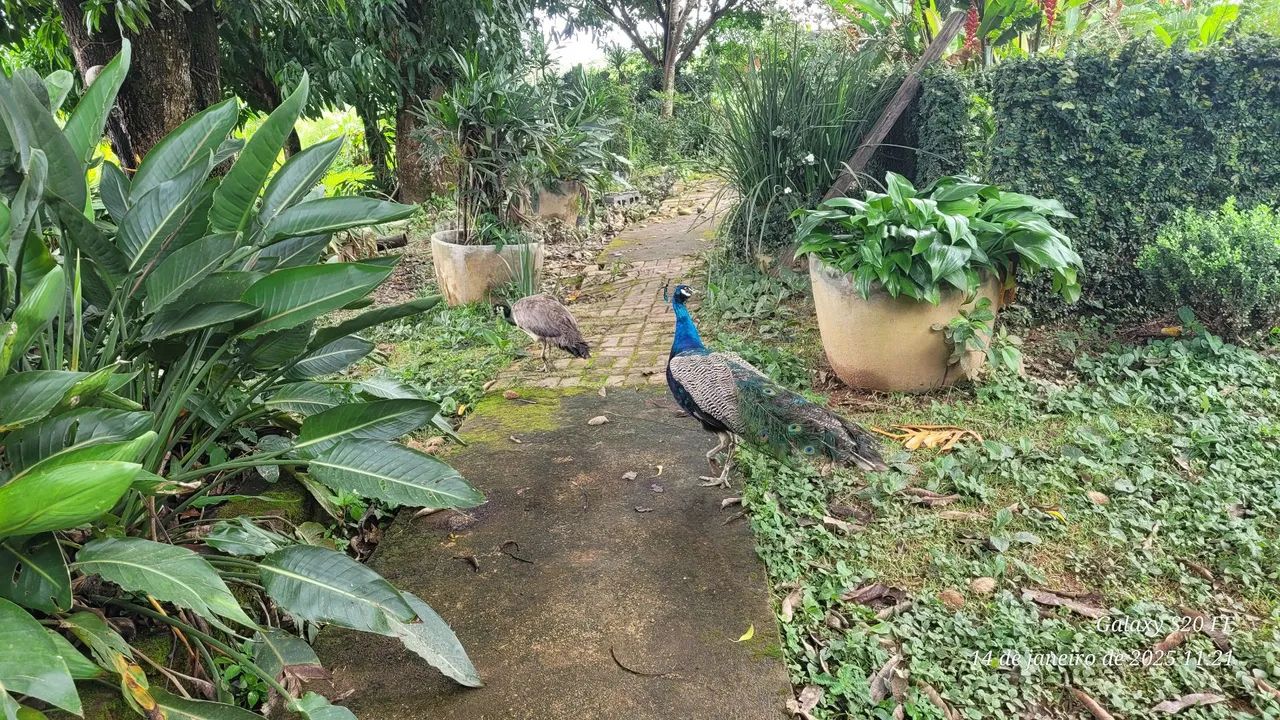 Lindo casal de pavão! - Foto 4