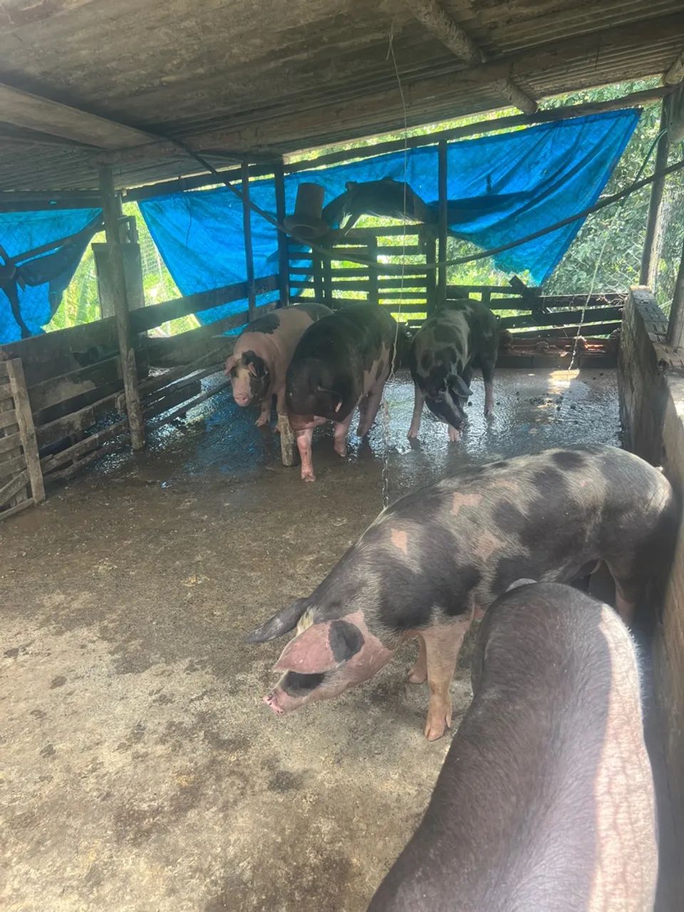 Porcos Pietran Duroc e Piau