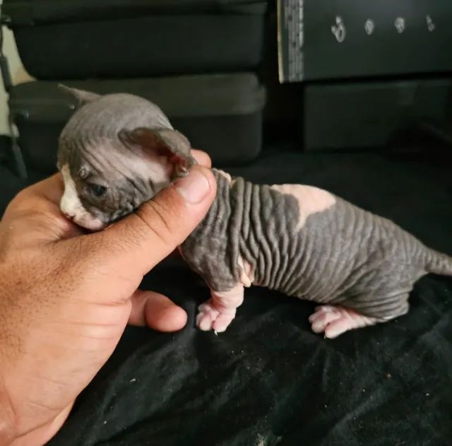 sphynx bambino - Foto 5