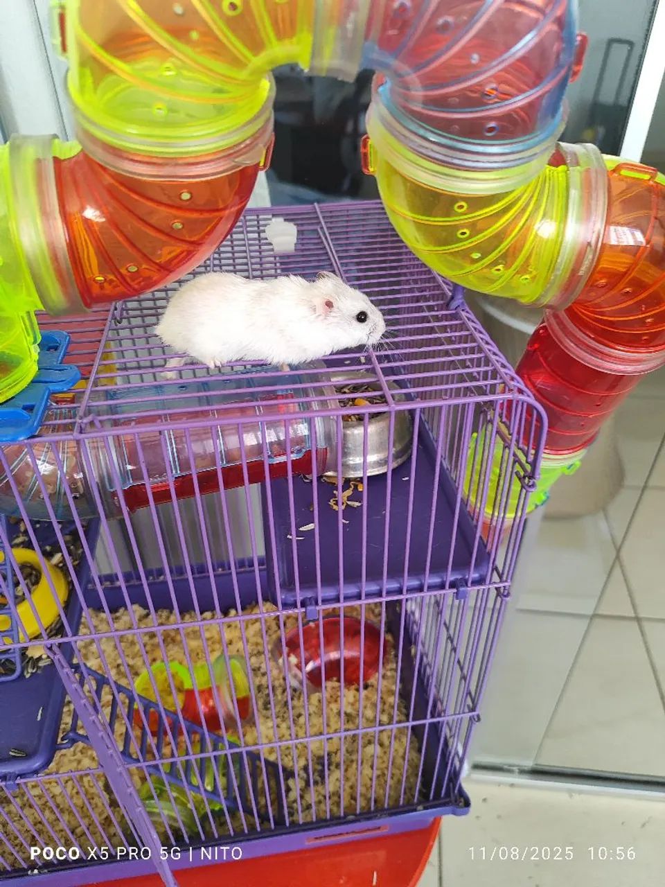 Vende-se 3 hamsters com gaiola. - Foto 3