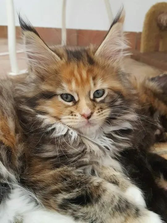 Maine Coon Filhote na Cor Carapaça - Foto 2
