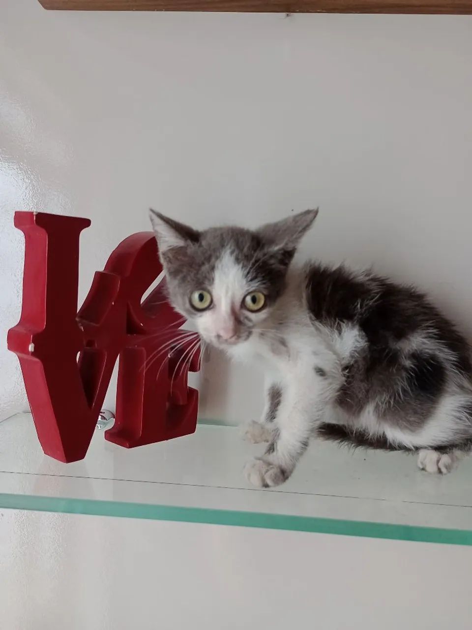 Gatinha cinza e branco disponível para adoção - Foto 2