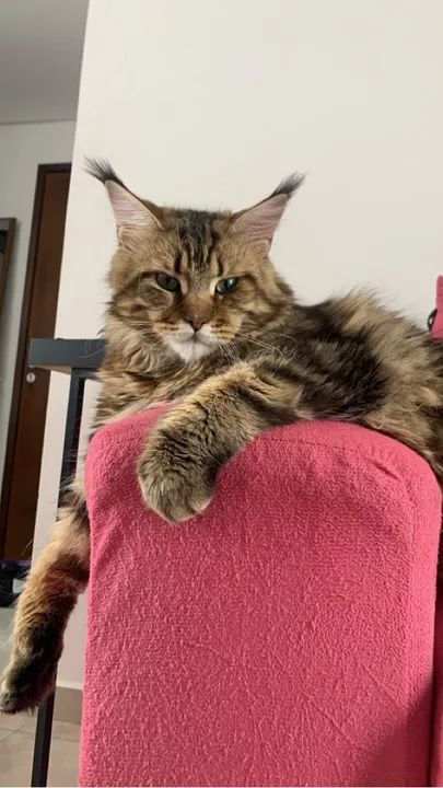 Filhote Maine Coon - Foto 2