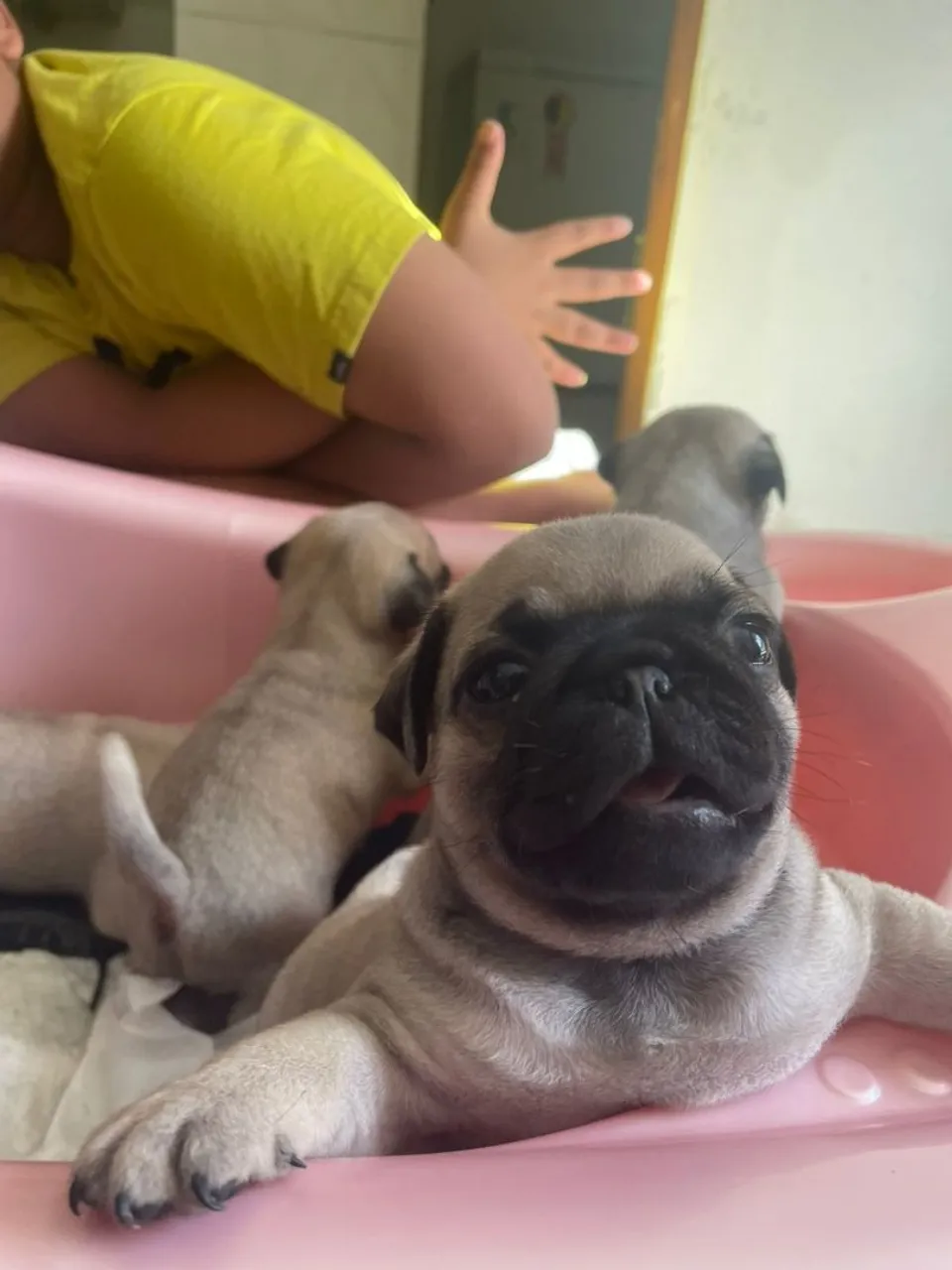 Filhotes de Pug Lindos