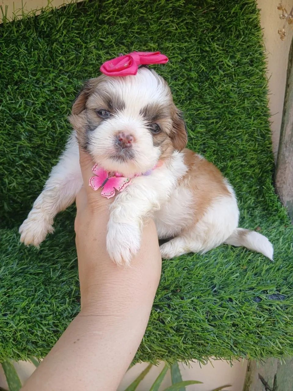 Shitzu femea mini  - Foto 2