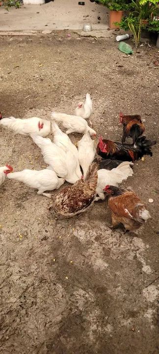 Galinhas e galos - Foto 2