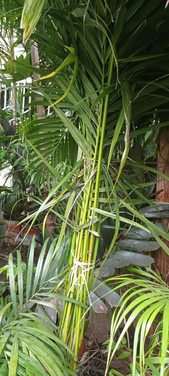 Palmeira Areca - Muda de Qualidade a partir de 30,00 reais
