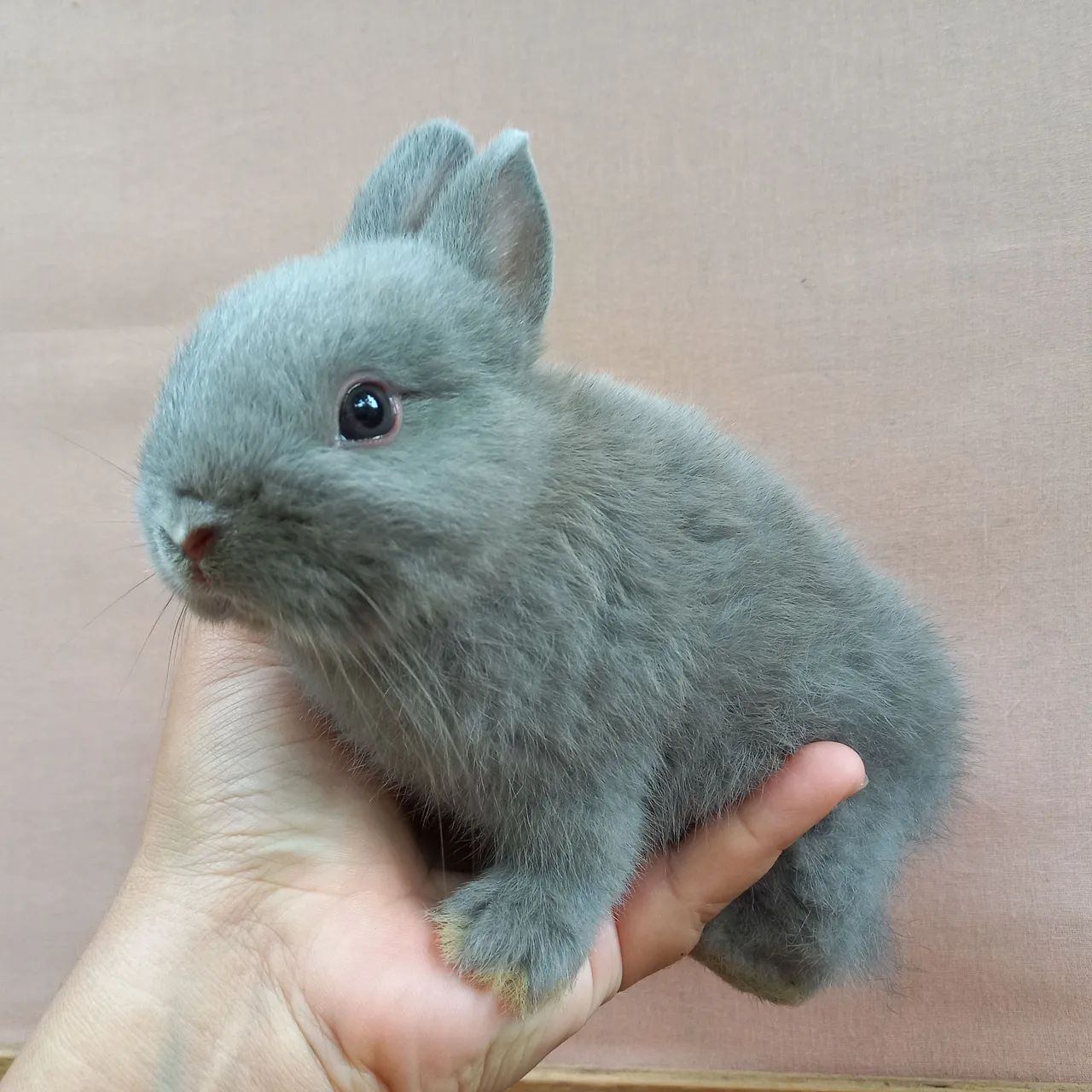 Coelho Anão Netherland Dwarf  - Foto 3