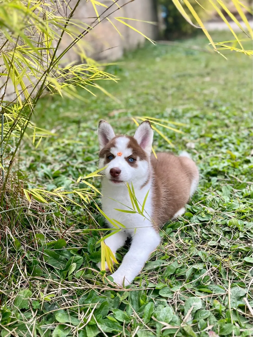 Filhote de Husky Siberiano
