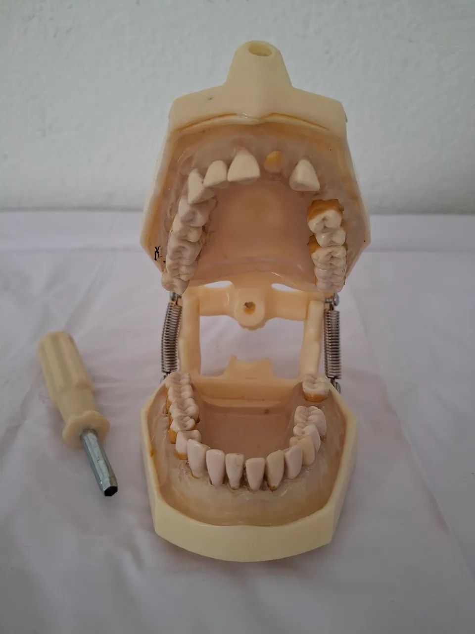 Manequim Dent-art Periodontia - Foto 4