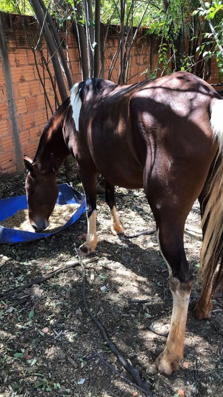 Égua Pampa Mangalarga Marchador boa de sela - Foto 6