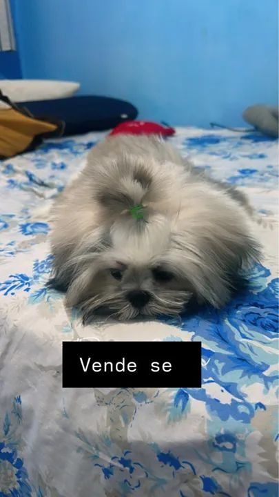 Vendesse  - Foto 4