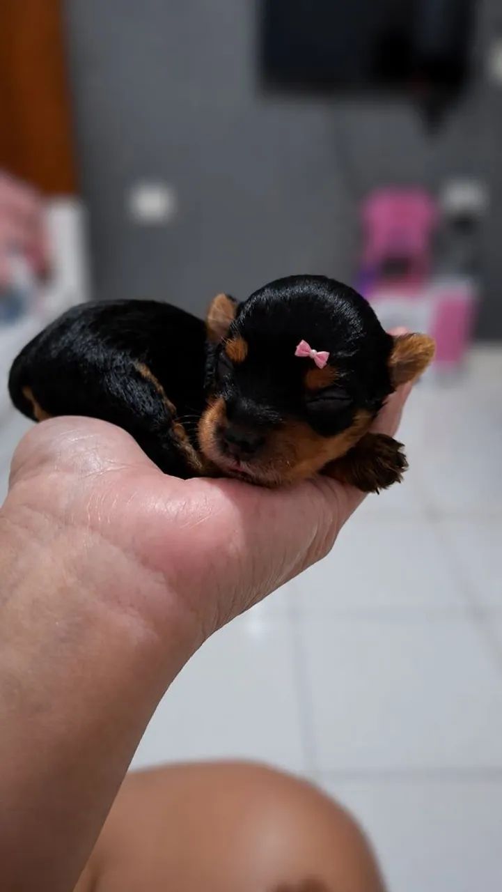 Cachorro  - Foto 3