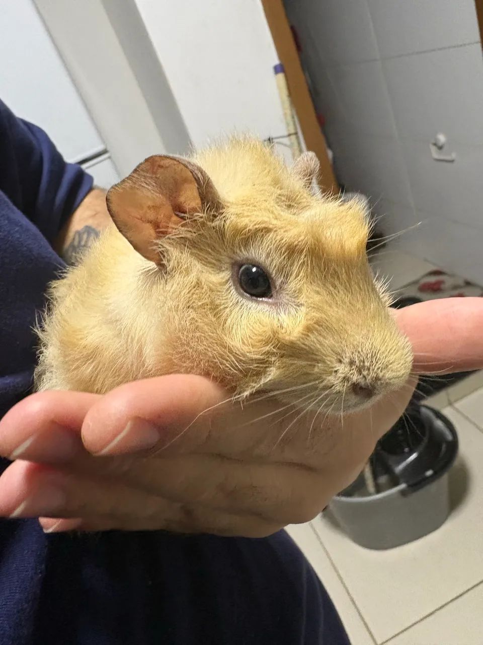 Porquinho da índia 