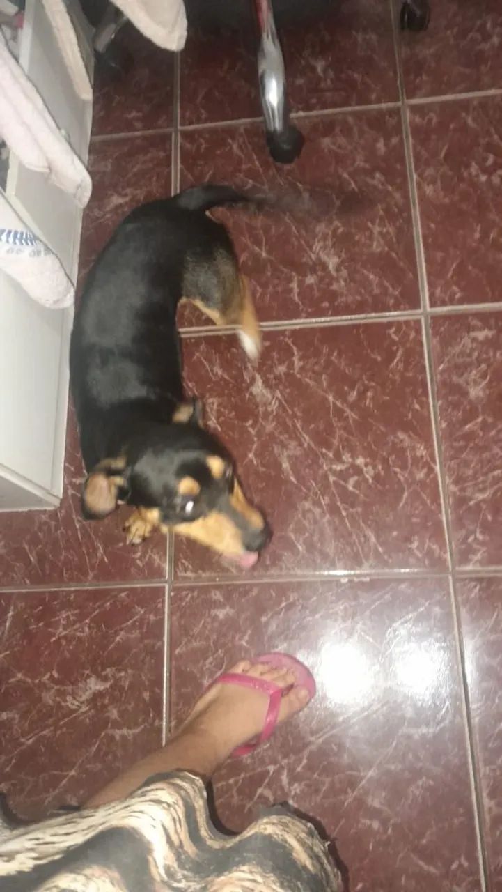 Doa-se URGENTE - Foto 2