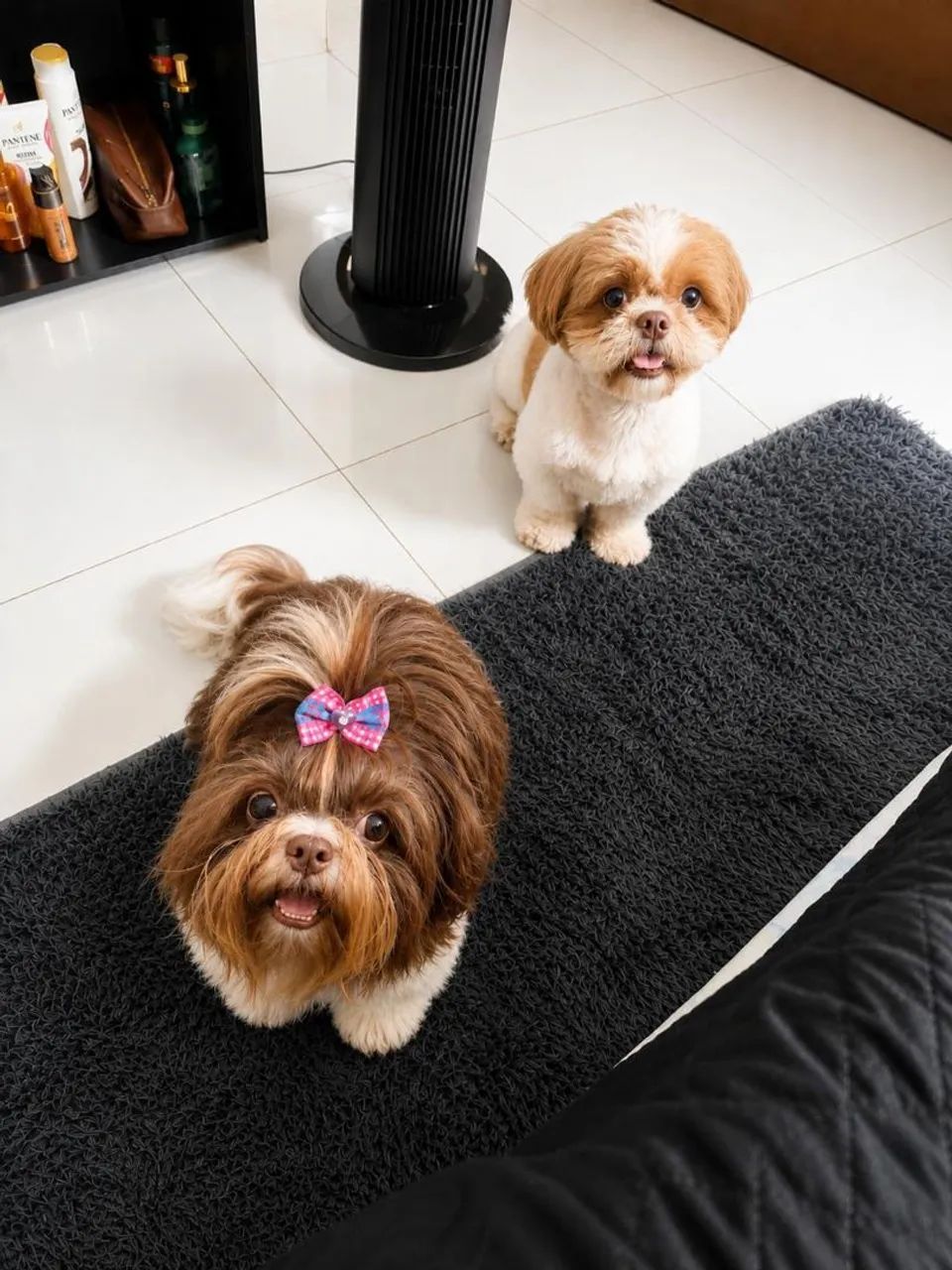 Shih Tzu - Foto 3