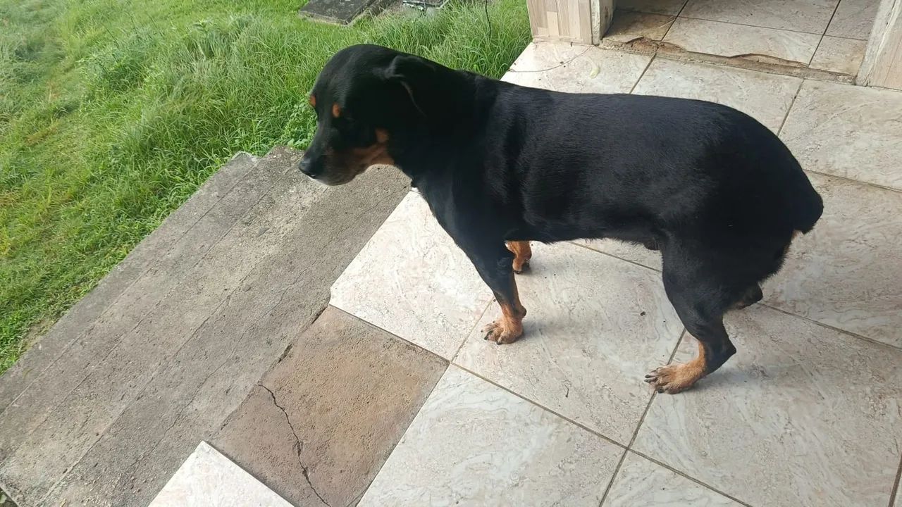 Para doação Rottweiler  - Foto 2