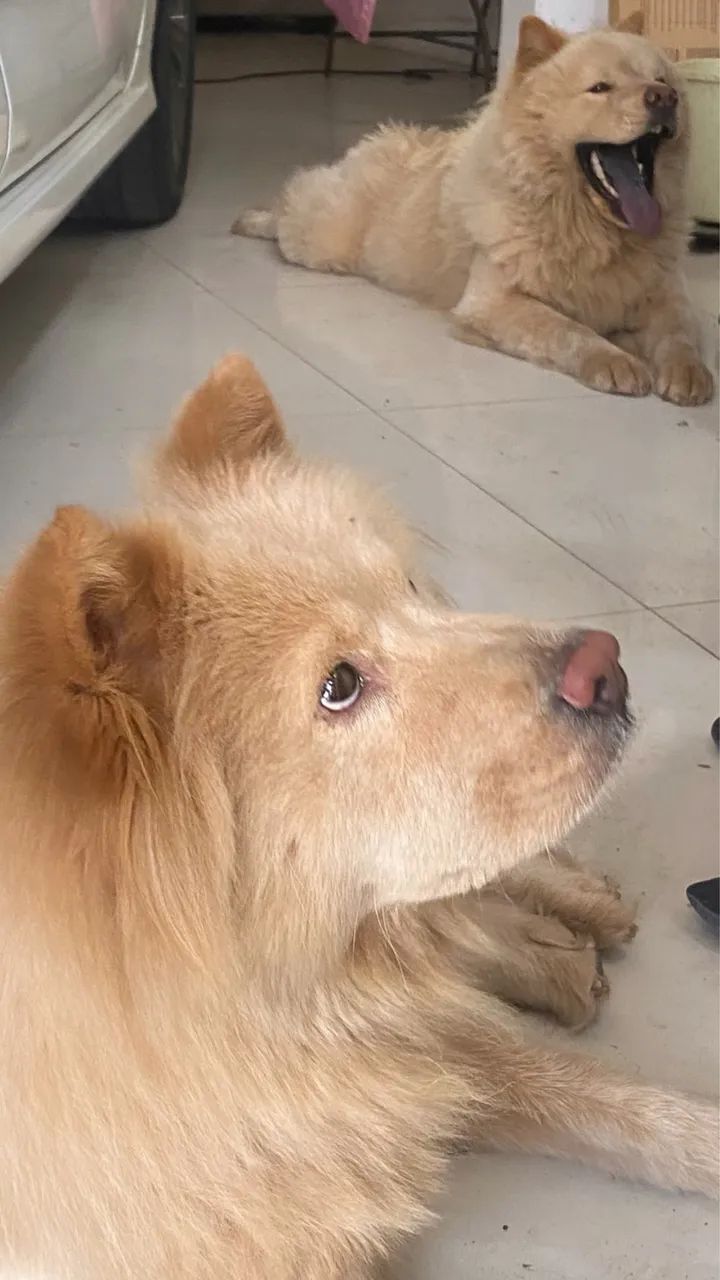 Chow chow  - Foto 5