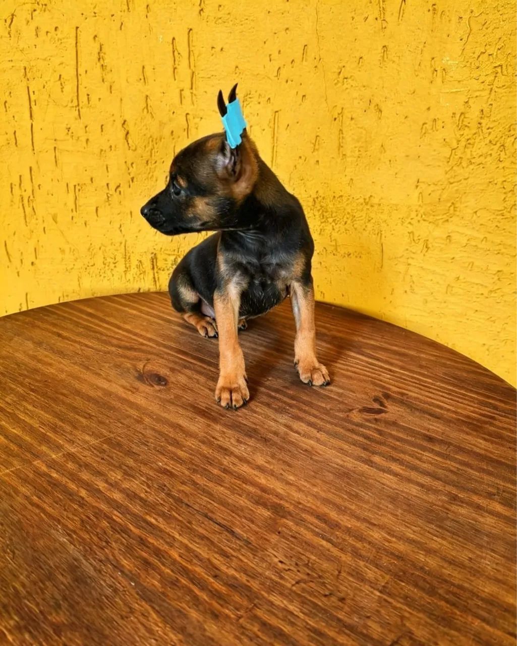 Pinscher 