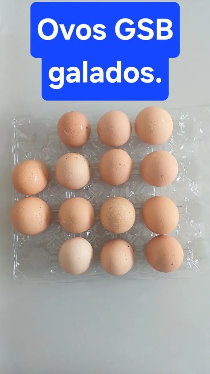VENDO OVOS DE GALINHA SERTANEIJO BALÃO  - Foto 4