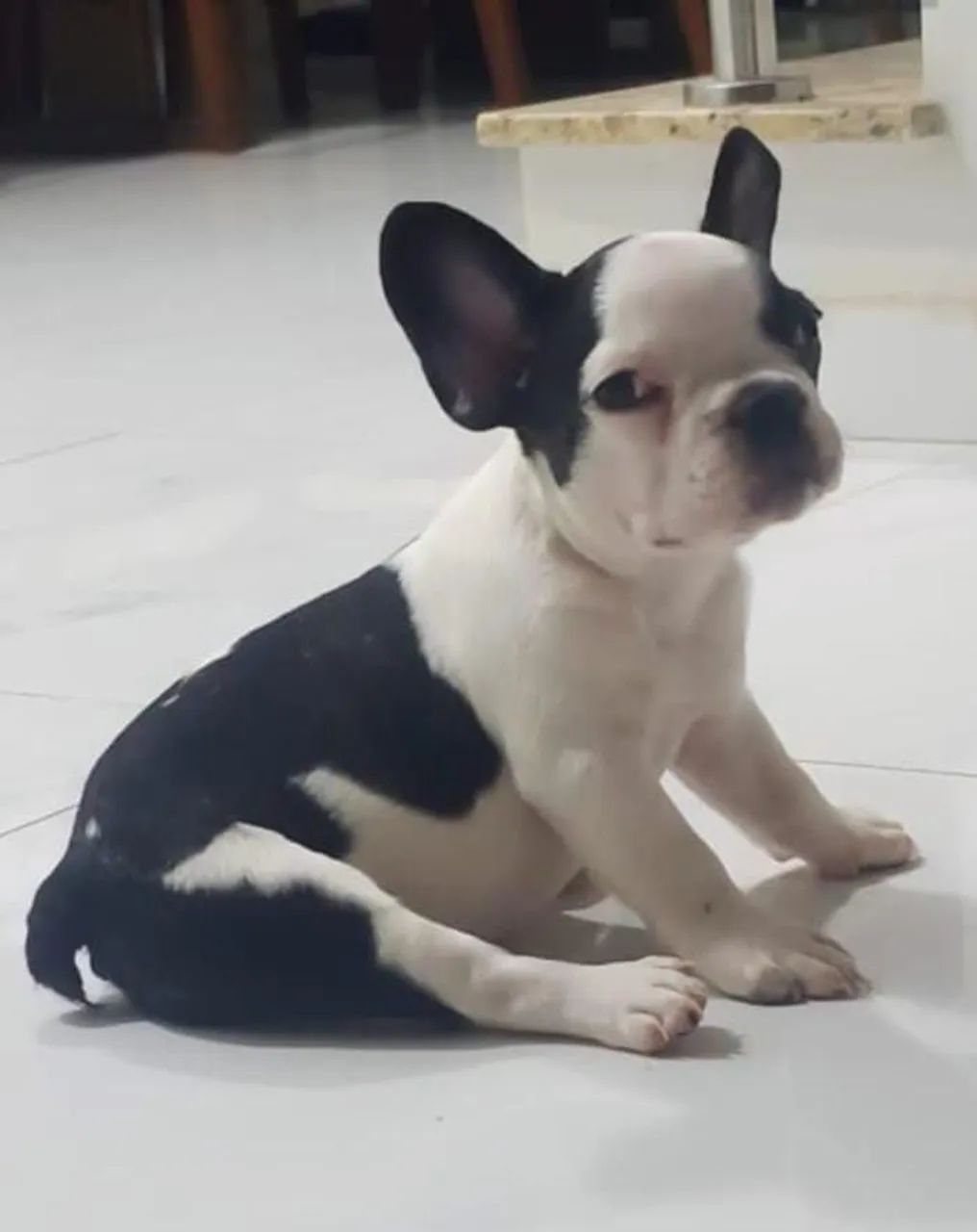 Vendo Bulldog francês 