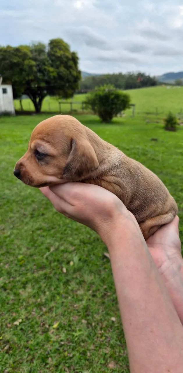 Filhotes Dachshund