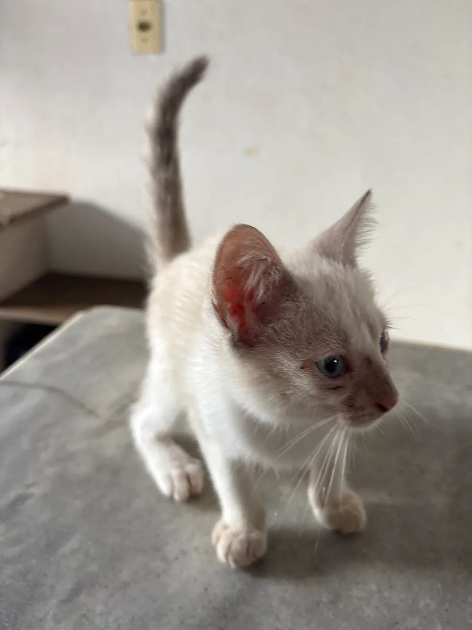 4 Gatas Fêmeas para adoção 