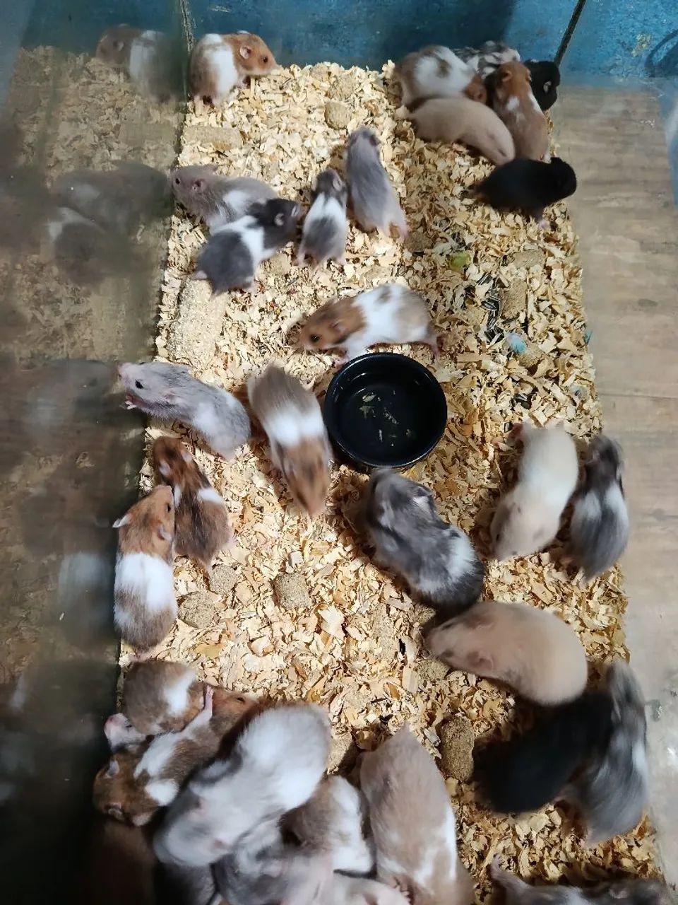 Hamster atacado - Foto 4