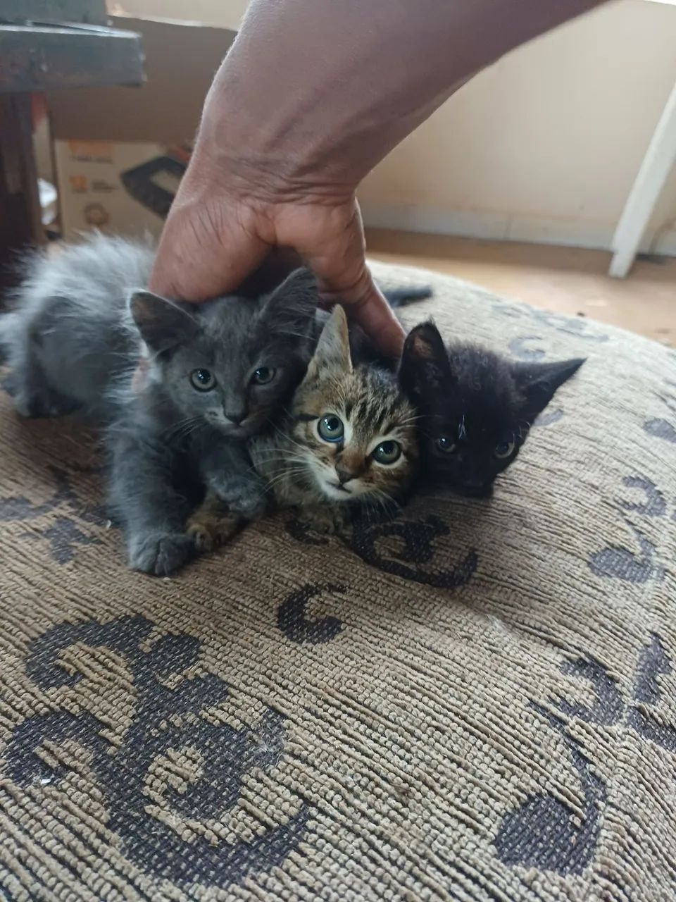 Doa-se filhotes de gato.