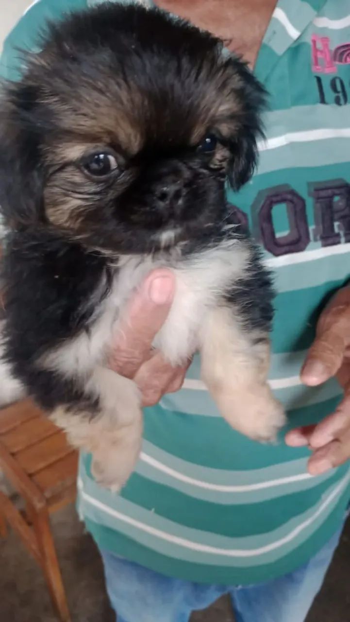 Lindos filhos de pequinês  disponível  - Foto 2