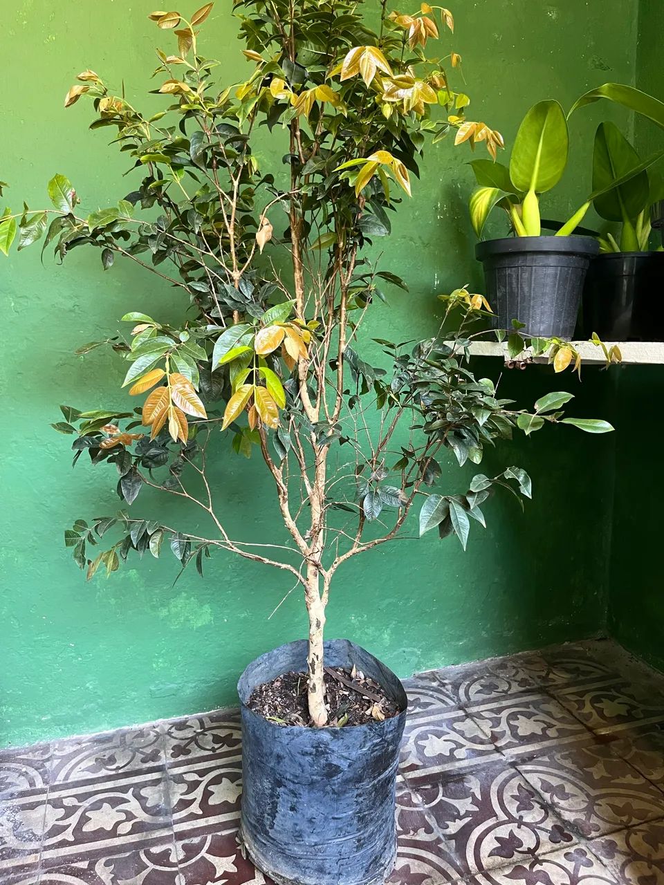 Jaboticaba florando 