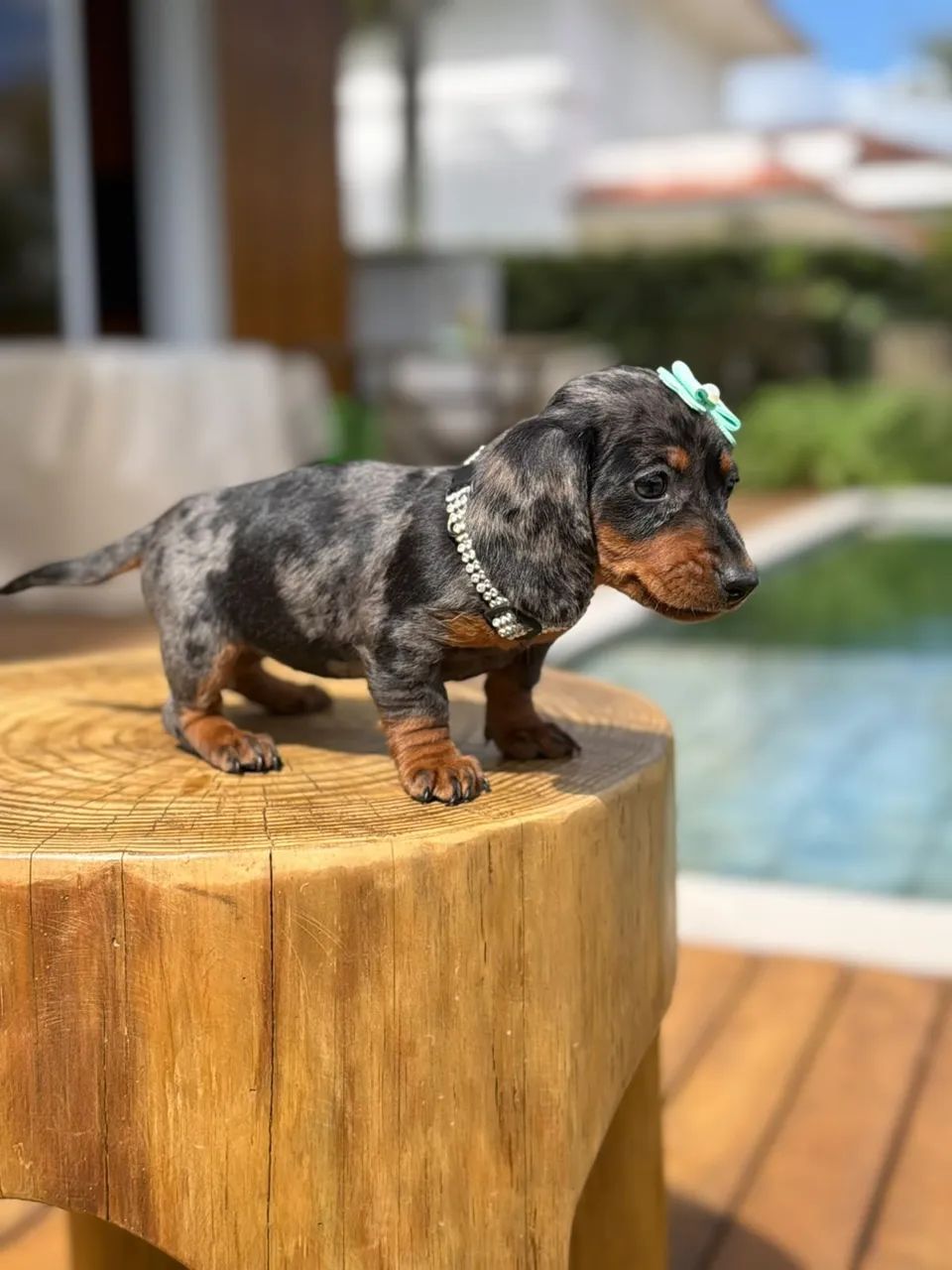 Dachshund Miniatura  - Foto 4