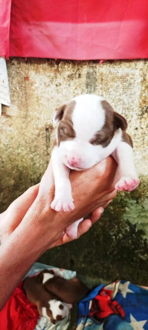 500 Vendesse filhotes de Pit monster com pitbull  - Foto 4