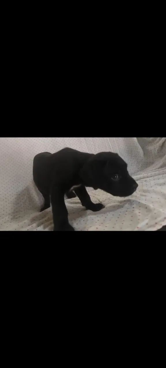 Filhotes de Cane corso  - Foto 3