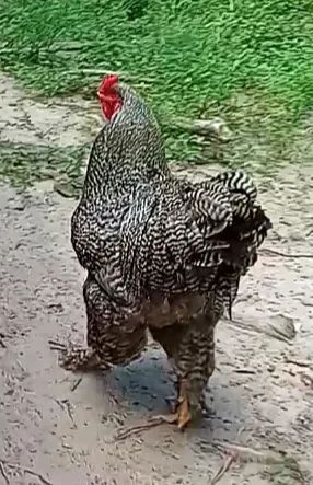 ovos,pintos, frangos e frangas das raças Brahmas. - Foto 5
