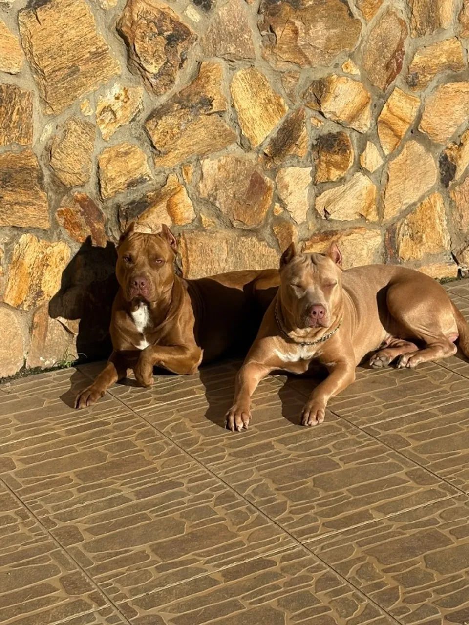 Filhotes de pit bull legitimo - Foto 4