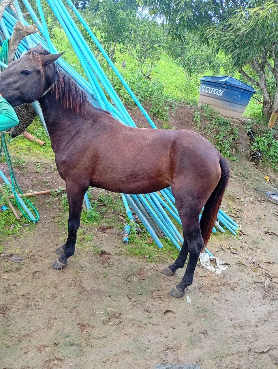 Potra mestiça mangalarga a venda