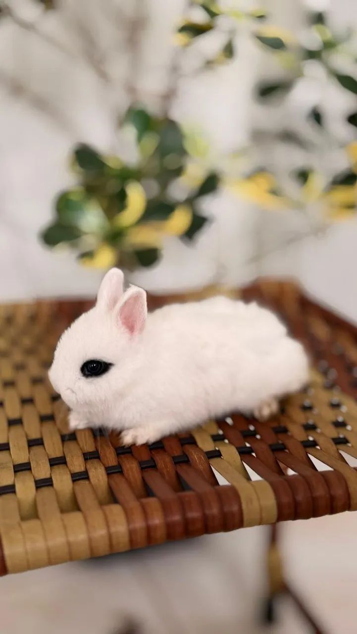 Coelhinha Netherland Dwarf  - Foto 2