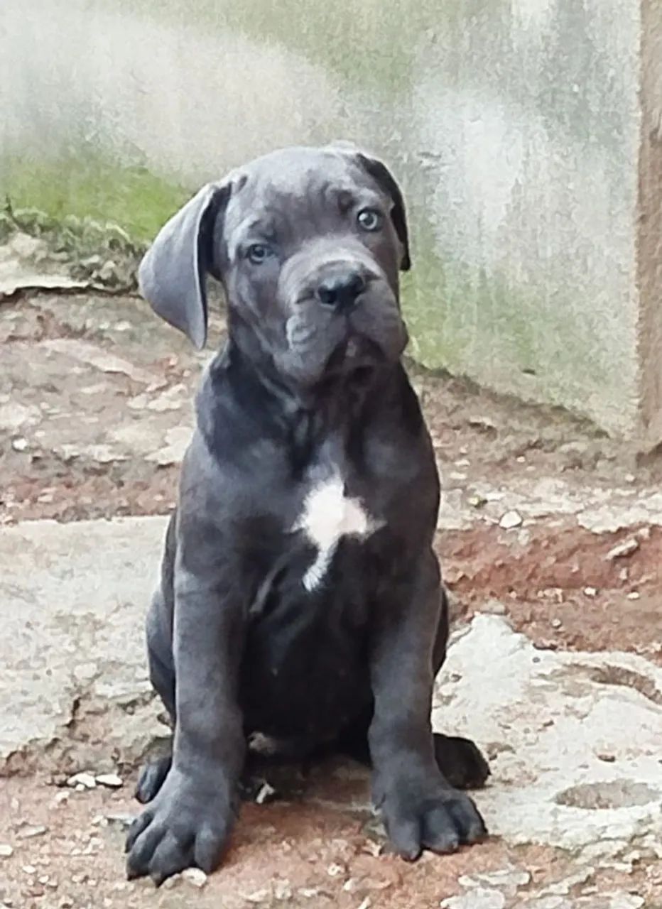Cane corso fêmea  - Foto 3