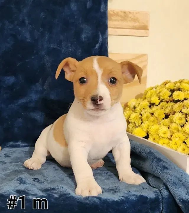 pinscher x fox 