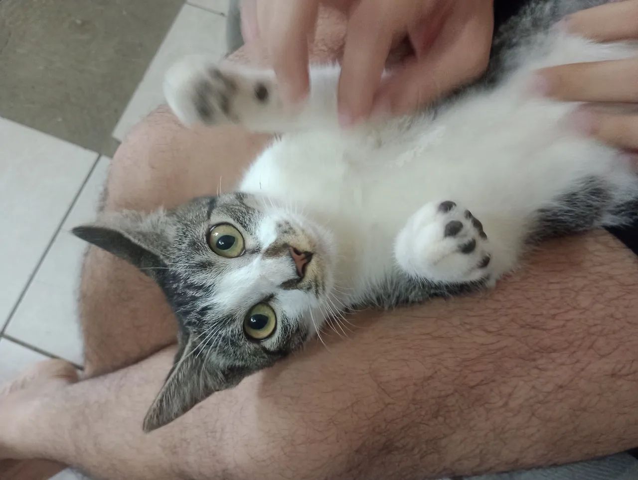 Gatinho Leelo
