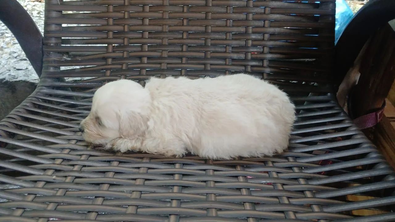 Filhotes de poodle  - Foto 5