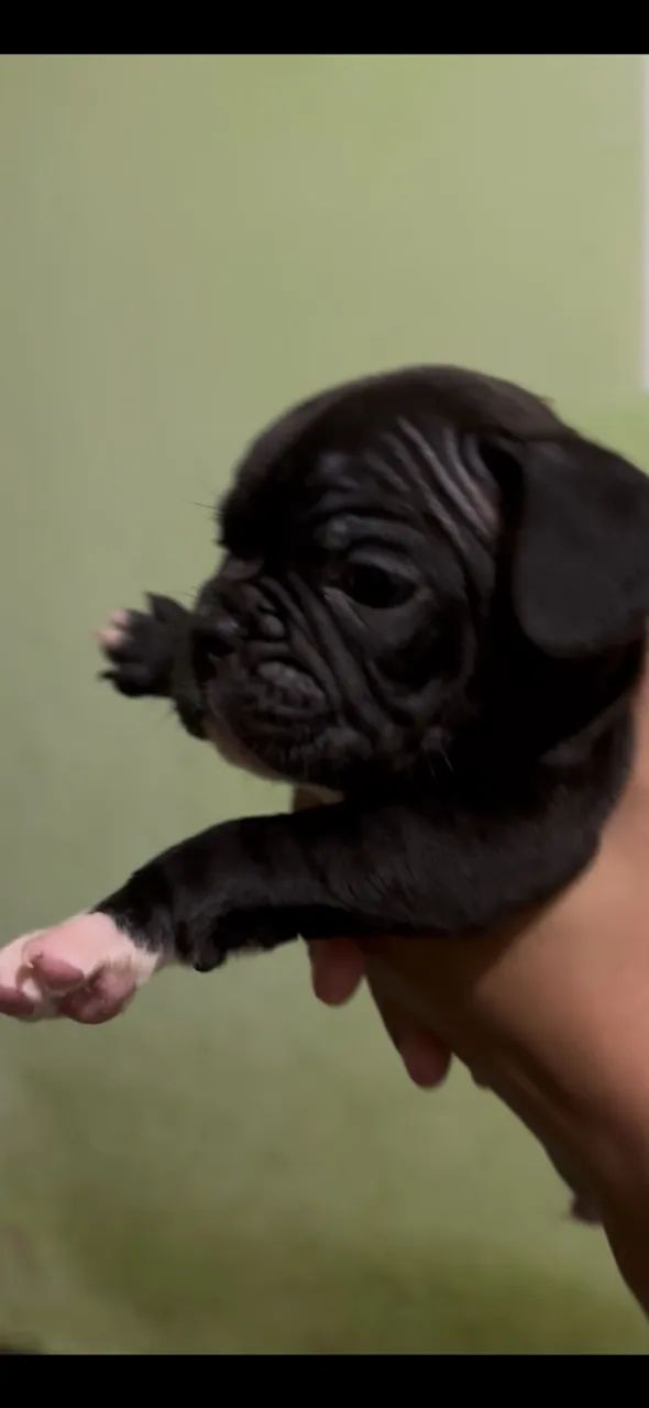 Buldogue premium  - Foto 3