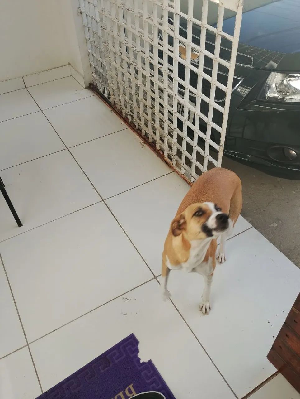 Cachorra para doação  - Foto 3