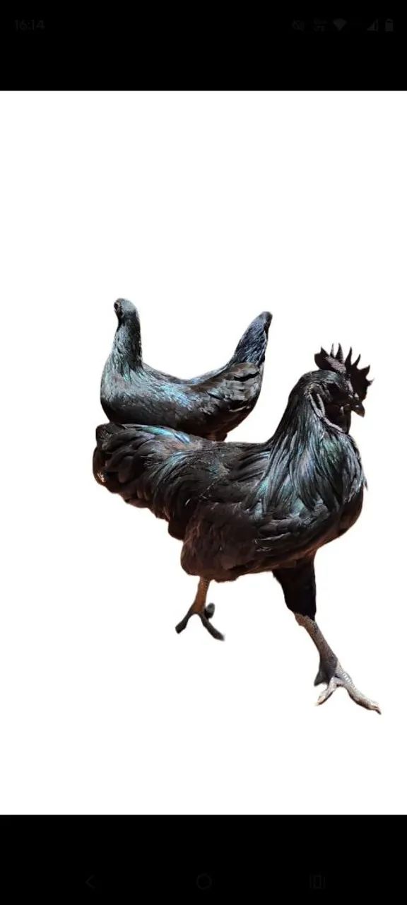 Ovos galados de AYAM CEMANI