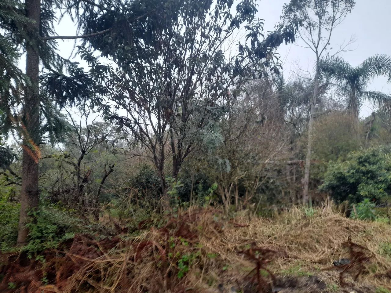 Excelente Terreno em Balsa Nova  - Foto 5