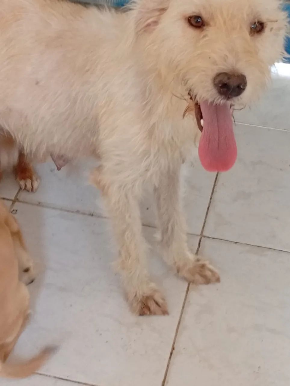 Cachorrinhos para doar - Foto 3