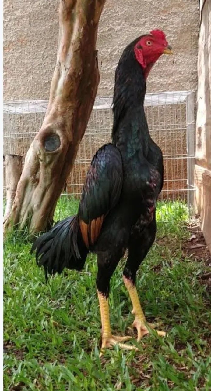 Frangos de Raça  - Foto 4